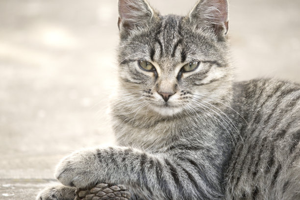 有些人家里养了非常多的猫咪,很多人都养猫咪的原因