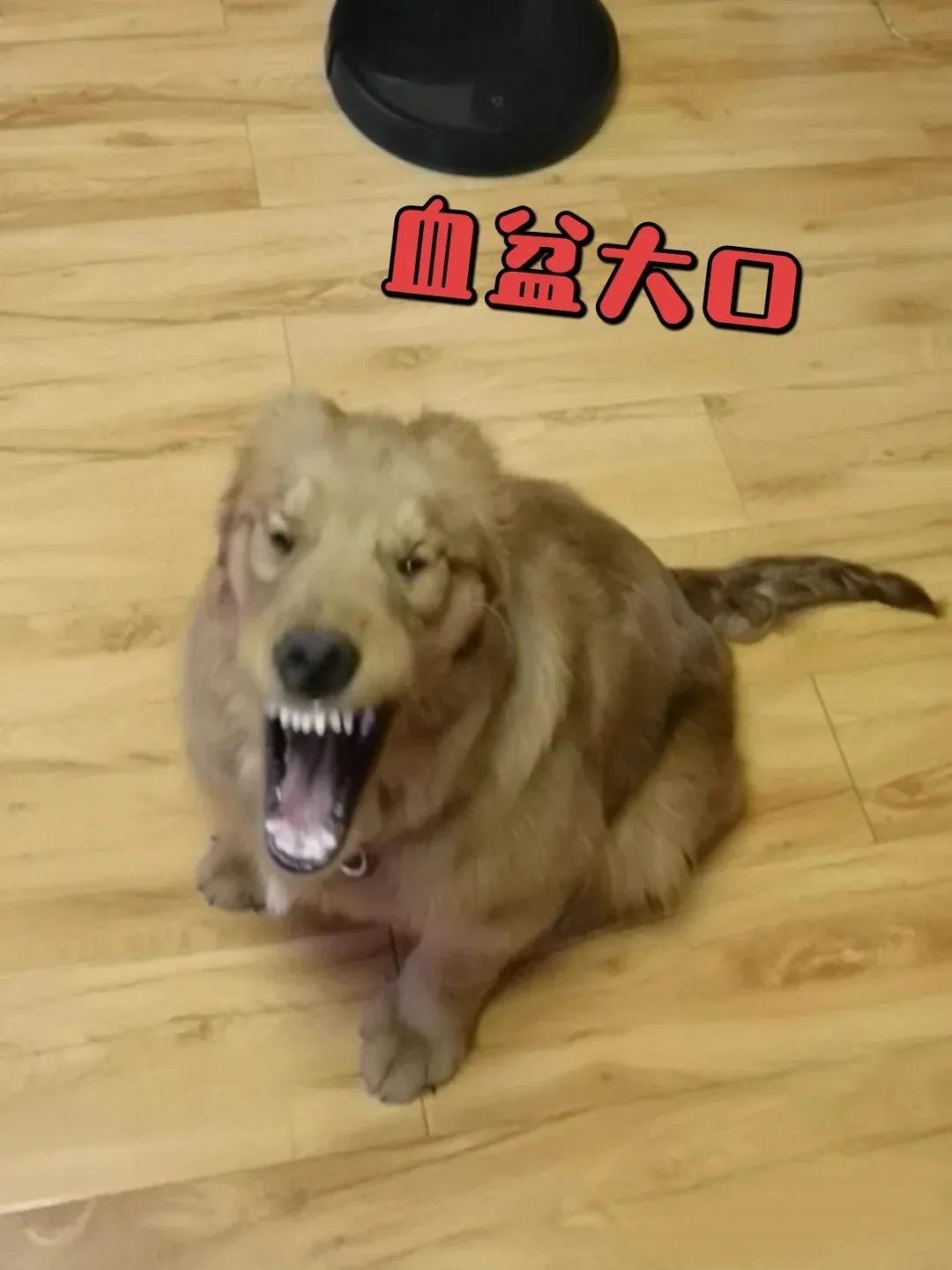 夏季狗狗咬人,夏天怎么防止狗狗挠人