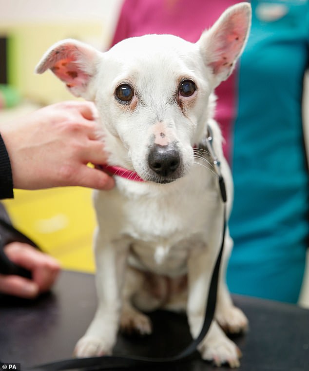 小狗误食了巧克力的状态,小狗吃巧克力中毒急救