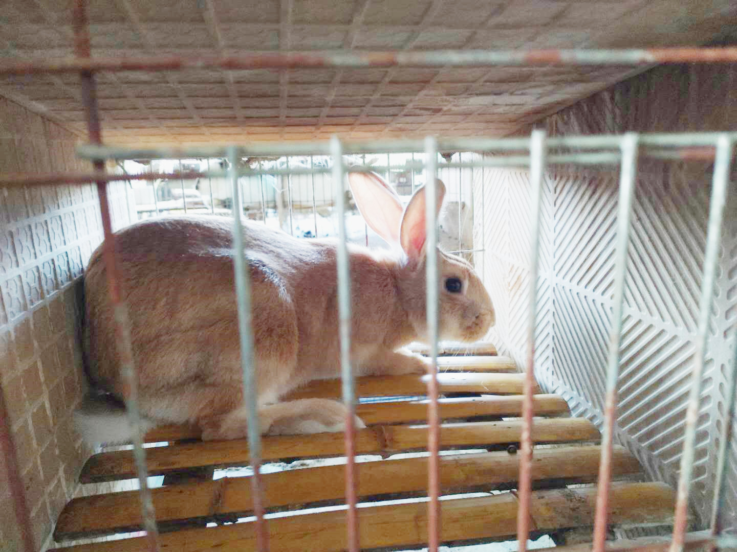 兔子脾气暴躁咬人是什么原因,兔子爱咬人怎么矫正