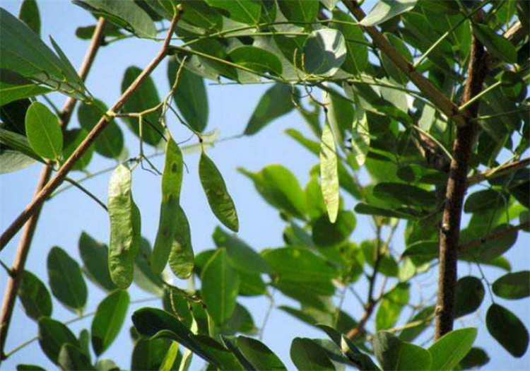 什么木材算是檀木树种,属于檀木的树都有什么