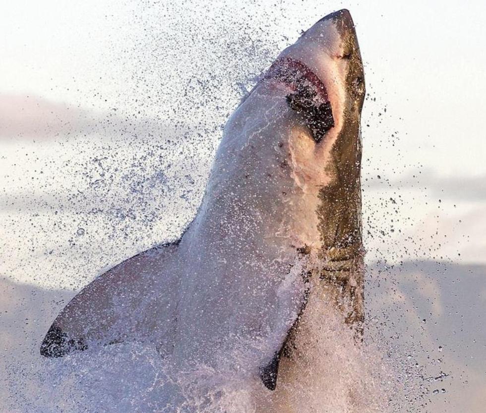 虎鲨捕食鳄鱼,鳄鱼被猎豹抓住