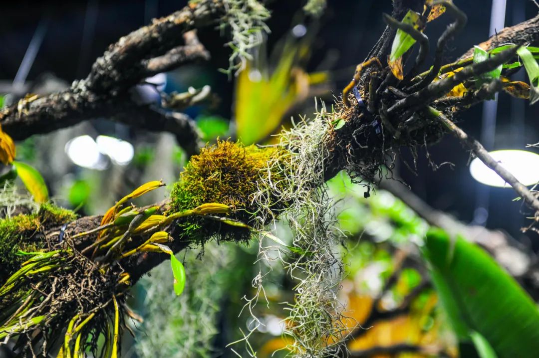 免费！森林物语•虫现江湖，“热带雨林”空降济南！