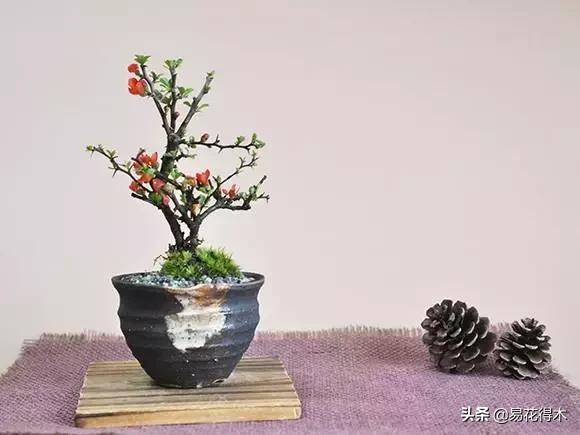 日本海棠的养殖方法,日本海棠花卉习性