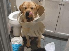 狗狗老是撕卫生纸怎么训,怎么让狗狗不再撕纸