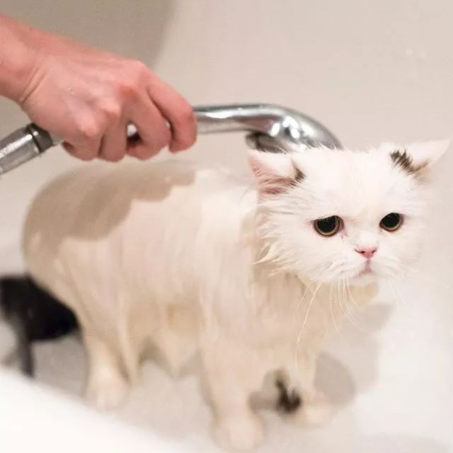 贵族阿比西尼亚猫,神秘的波斯猫