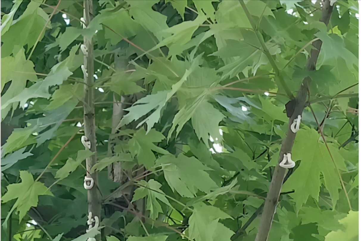 识别介壳虫,怎么判断介壳虫死活