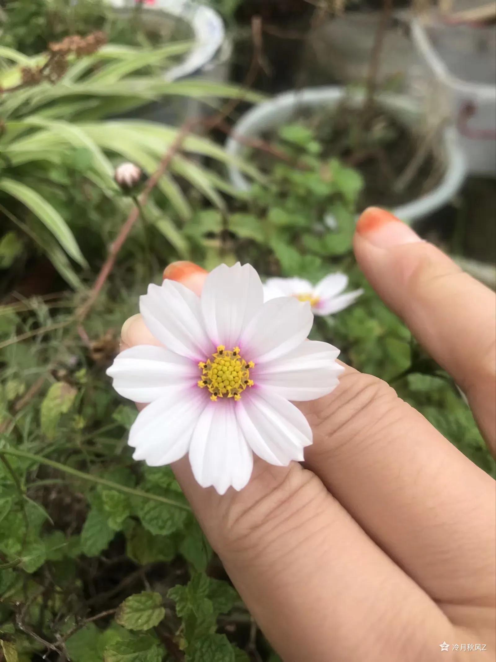 最美的戒指背景图,最美的戒指