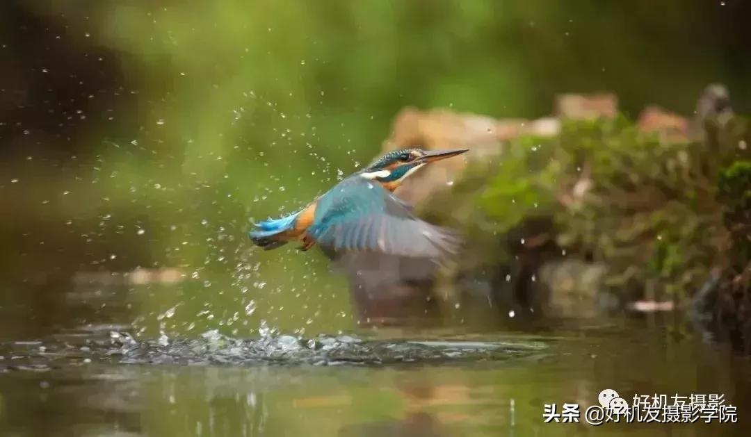 拍鸟最佳相机镜头配置,相机拍鸟技巧图解
