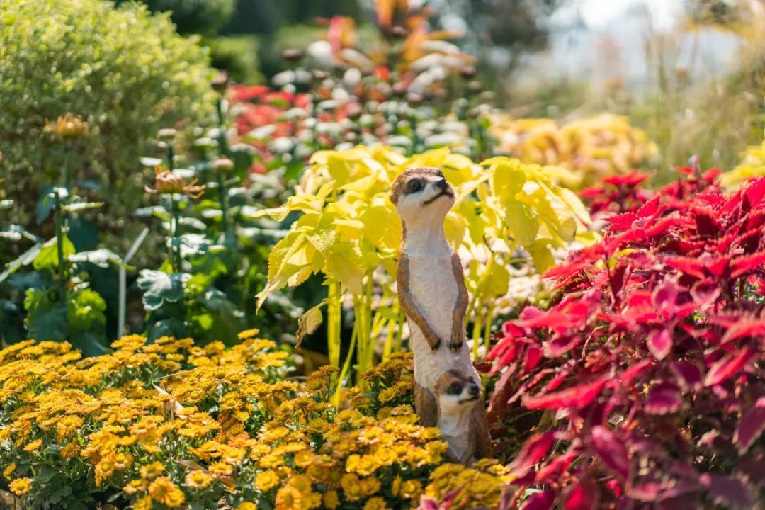 花点时间游武汉，满城都是菊花盛放的海洋