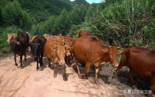 牛吃什么容易生长,牛需要喂盐吗