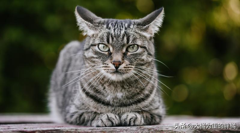 公猫总是叫唤个不停怎么回事,公猫老是叫个不停为什么