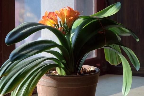 君子兰高端大气观叶观花盆栽,精品君子兰室内桌面观花小盆景