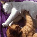 男性的胸部到底有什么用？又不能喂奶！可以丰胸吗？