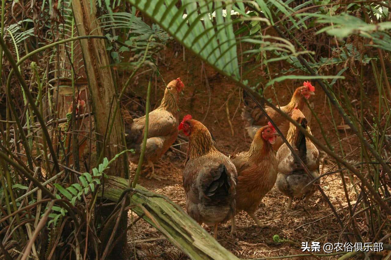 鸡老是被老鹰叼走有什么办法,山里散养鸡怎么预防黄鼠狼和老鹰