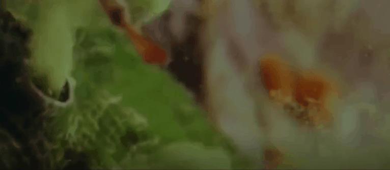 鲍鱼养殖怎么养得好吃,鲍鱼的养殖方法和注意事项