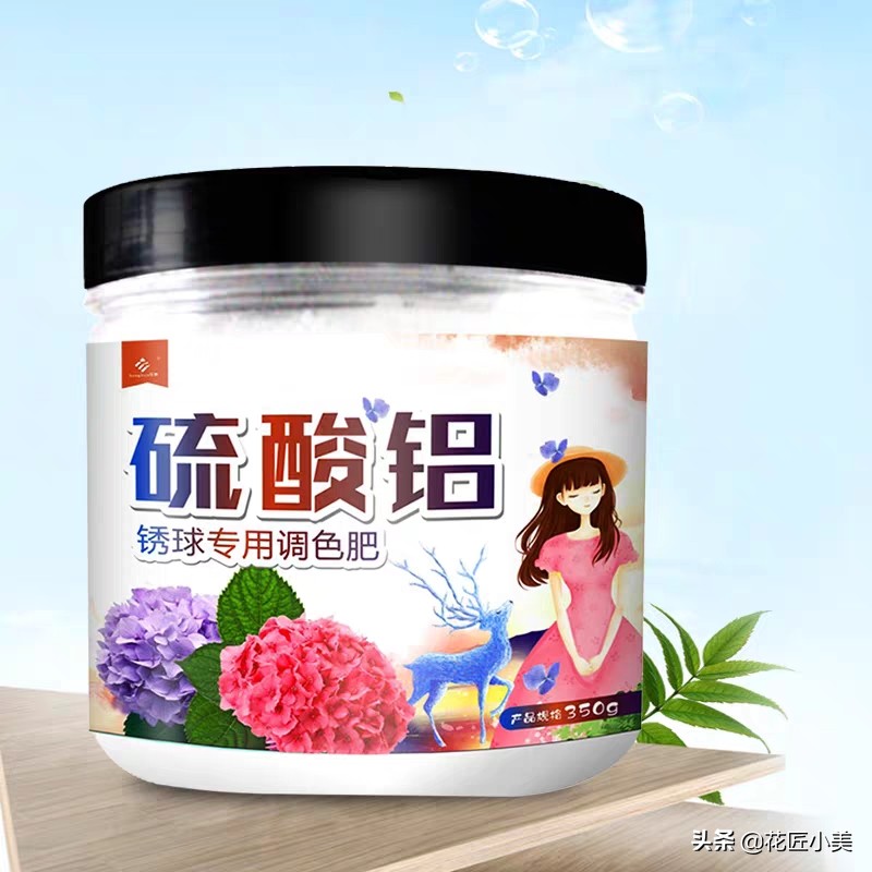 蓝色梦幻绣球,梦幻绣球为什么不开花