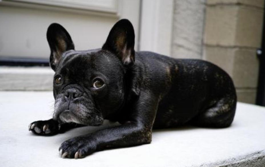 养法国斗牛犬，选“公犬”的五大原因，不会让你失望