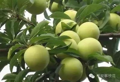 攀枝花哪种水果好吃 (攀枝花两种美味水果)