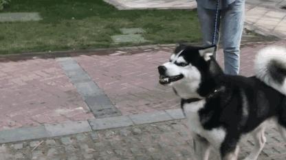 这几种狗别看体型大实则胆小如鼠,这7种狗超护主养一只安全感满满