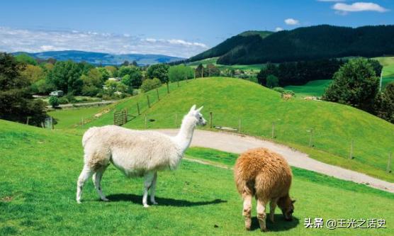 新西兰那么闲为什么是发达国家,新西兰这个国家靠什么发展的经济