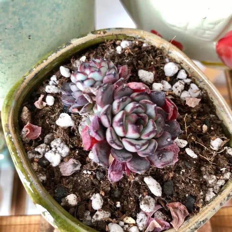 新手小白入坑多肉必看攻略,多肉新手入坑必备指南