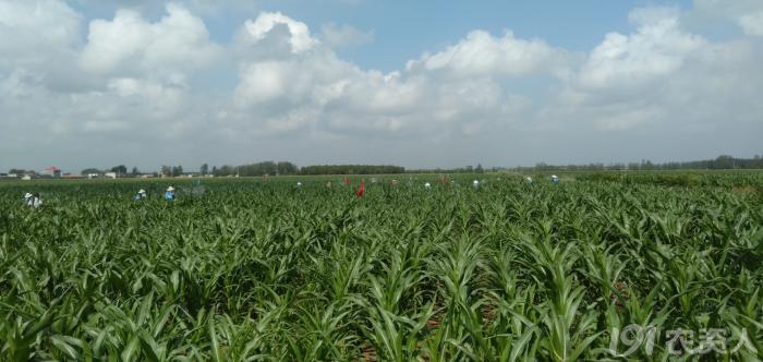 河南适合种植高产玉米,玉米高产高效种植技术
