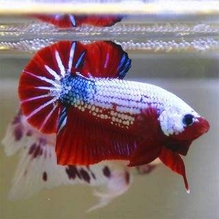 泰国斗鱼怎么养才会成年,泰国斗鱼新手饲养方法全教程