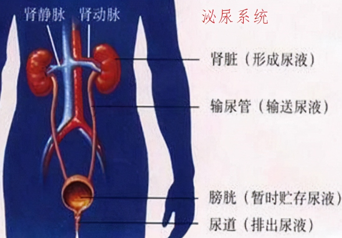 经期剧烈运动后尿血,运动后尿血是什么原因