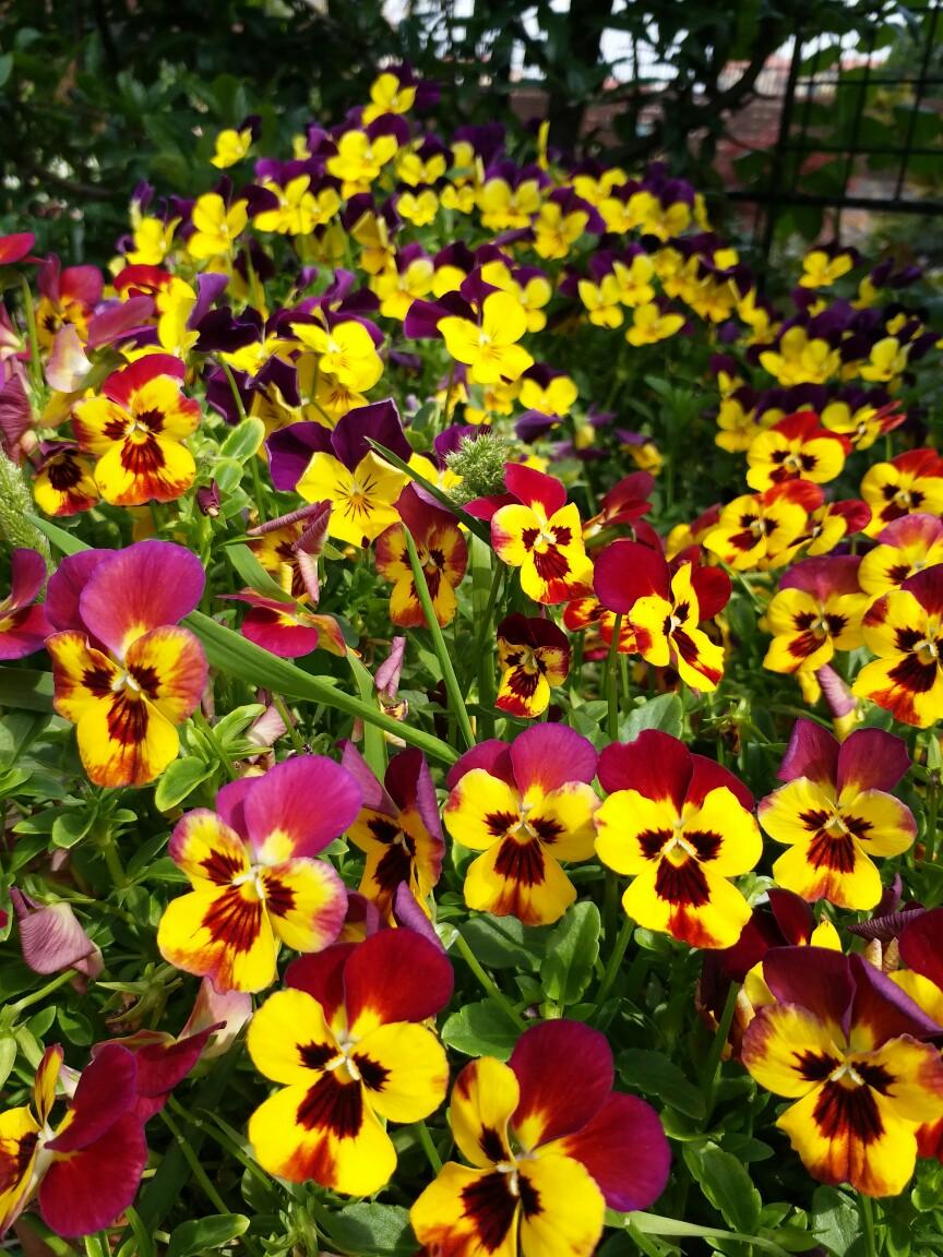 春天开的娇艳的花,春天开的花都有什么迷人的花