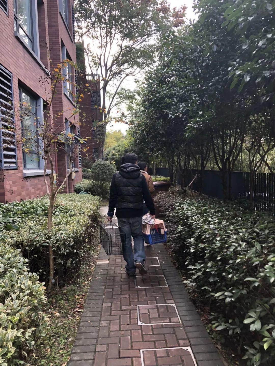 怎么抓小区流浪猫,这些方法来教你