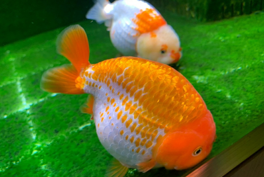 金鱼如何才能养得更好,金鱼怎么养才正确