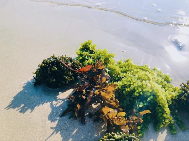 成都到涠洲岛旅游攻略自由行,成都去北海涠洲岛旅游攻略