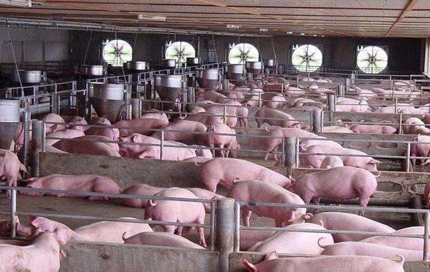 母猪配几次都不受孕怎么办,母猪受孕不成功是什么表现