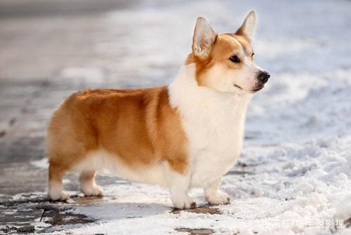 狗狗的种类图片,双鱼座狗狗性格特点