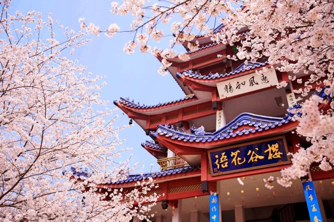 樱花前线2022年,2022第一场樱花