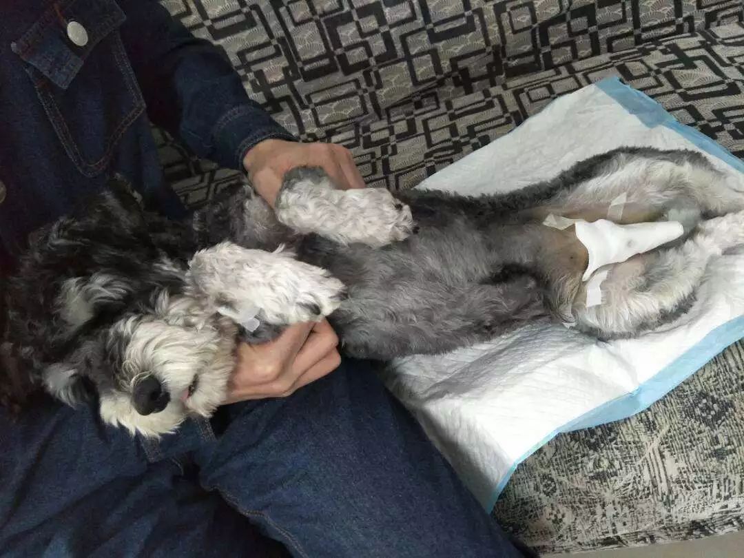 绝育猫咪乱尿的原因和处理方法,绝育之后还是乱尿怎么办