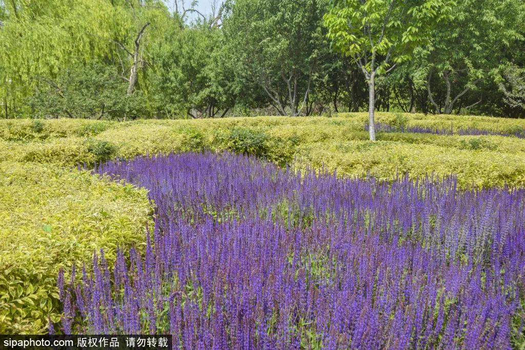 紫色花海免费版,紫色花海免费