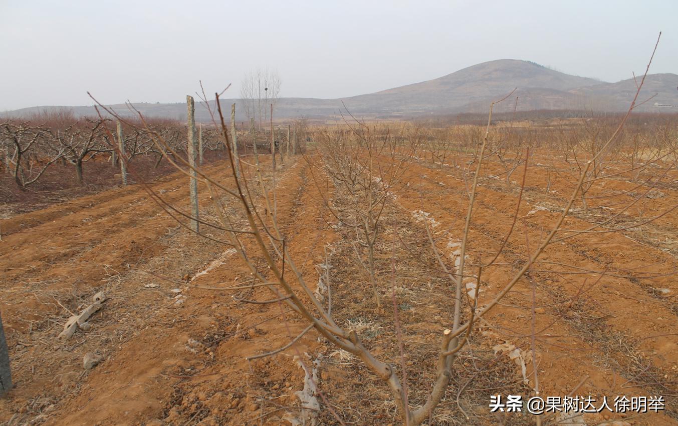 桃树产业,桃树园的发展方向