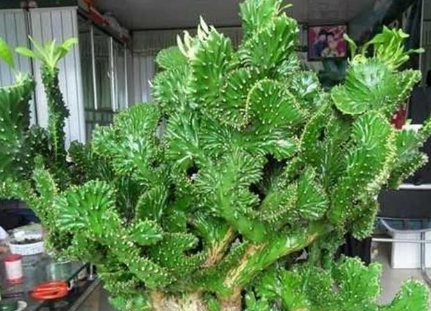 玉麒麟可以除甲醛吗,玉麒麟除甲醛吗