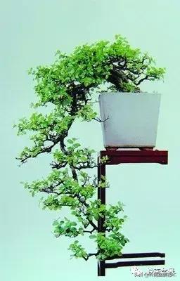 最美的100盆雀梅盆景,雀梅盆景第一年修剪视频