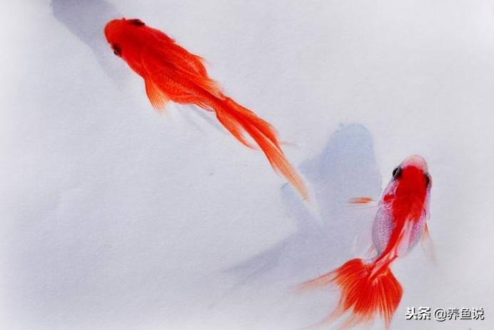 小金鱼养了几个月就忽然死？给鱼缸加这种东西，能有效避免