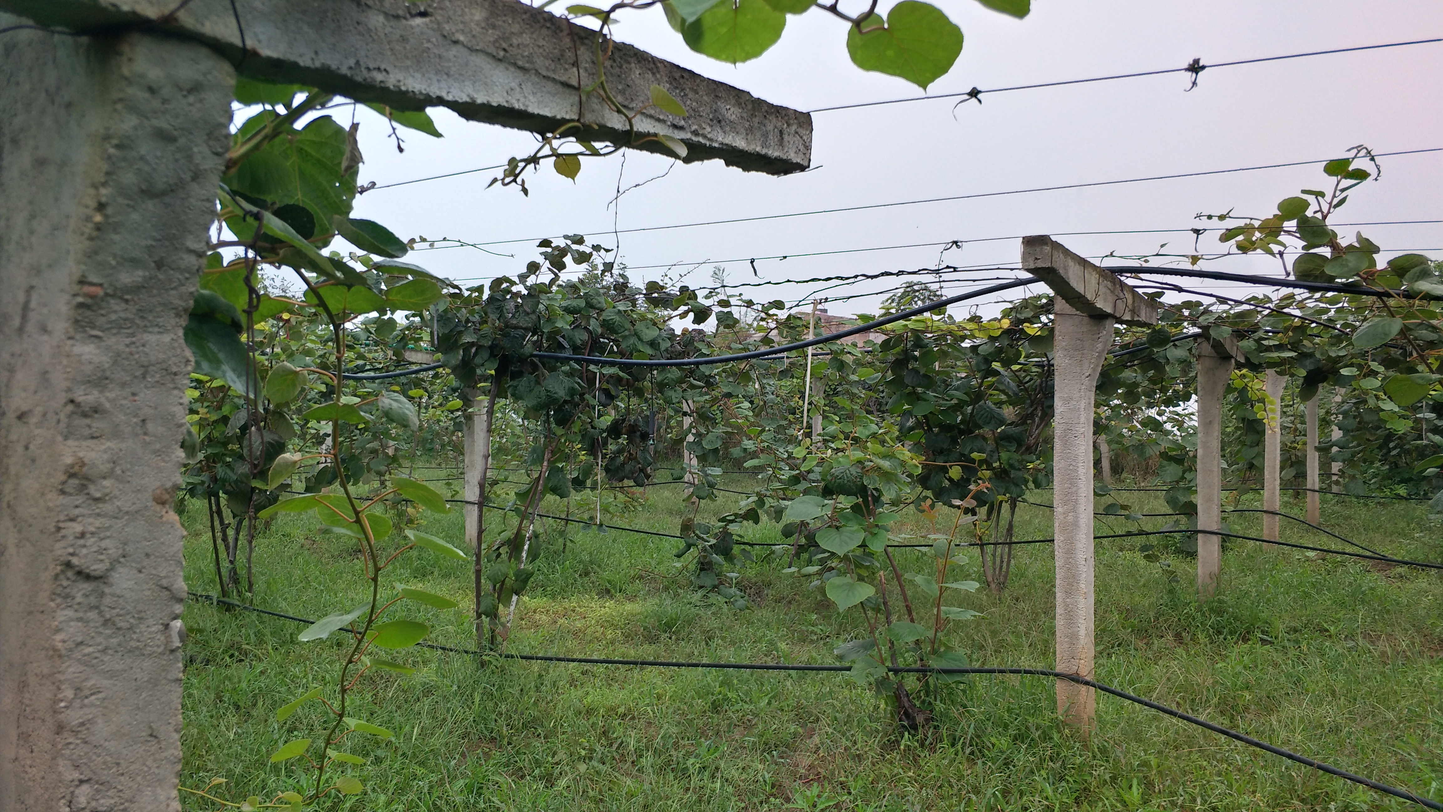 每斤15元还供不应求，这个家庭农场的猕猴桃为何如此“俏”？