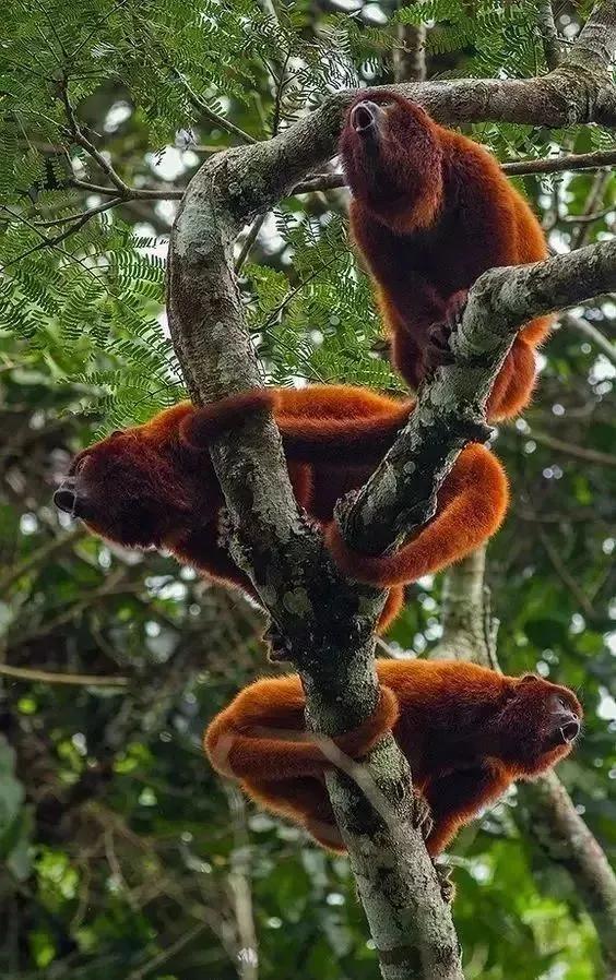 全世界总共有几种猴子,世界上最稀有的猴子是哪种猴子