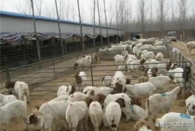 绵羊可以圈养吗如何圈养,放养羊和圈养羊利润差多少