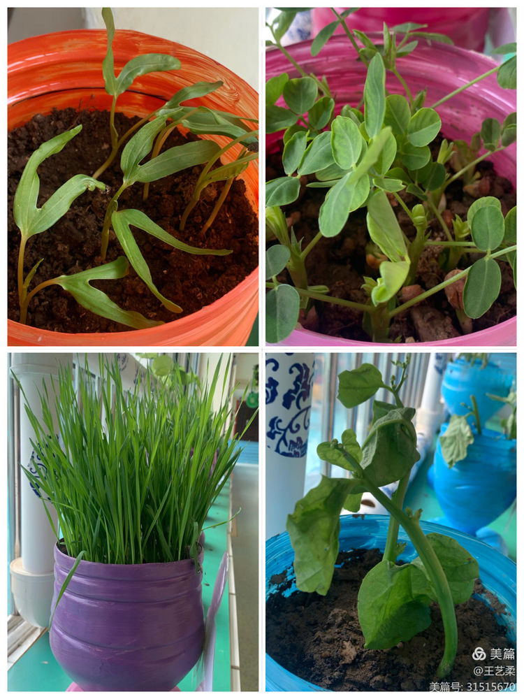 幼儿园自然角全景创设,幼儿园自然角的创设介绍