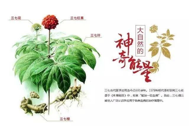 三七粉算不算保健品,三七粉无病的人能天天吃吗