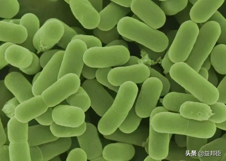 益生菌种类与对应的病症,益生菌的相关问题