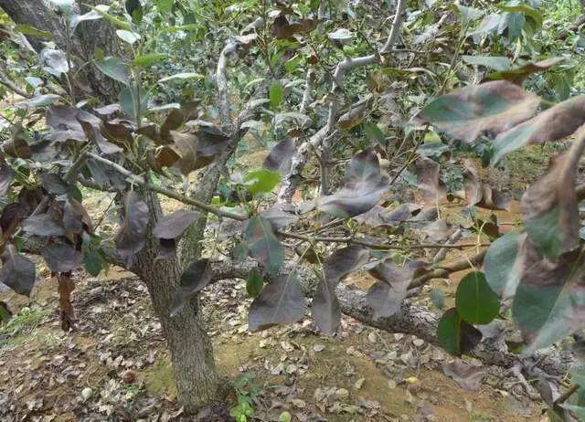 梨树周年栽培管理历，从清园萌芽到挂果采收，病虫管理和施肥方案