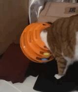 李佳琦叫卖都不管用！双十一猫咪用品这些坑得避